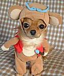 Click image for larger version

Name:	weird-monkey-dog-costume.jpg
Views:	195
Size:	16.7 KB
ID:	6372