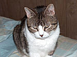 Click image for larger version

Name:	older cat 3.jpg
Views:	65
Size:	27.9 KB
ID:	1368