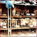 Click image for larger version

Name:	puppymill3.jpg
Views:	1581
Size:	62.5 KB
ID:	5897