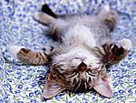 Click image for larger version

Name:	cute_cat.jpg
Views:	169
Size:	112.6 KB
ID:	6117