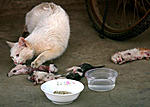 Click image for larger version

Name:	abused-kittens-mother-cat-kunming-china-03.jpg
Views:	1662
Size:	24.7 KB
ID:	7398