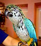 Click image for larger version

Name:	PUFFPARROTjpg.jpg
Views:	140
Size:	36.8 KB
ID:	2437