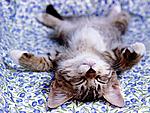 Click image for larger version

Name:	cute_cat.jpg
Views:	167
Size:	112.6 KB
ID:	6117