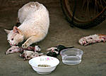 Click image for larger version

Name:	abused-kittens-mother-cat-kunming-china-03.jpg
Views:	1655
Size:	24.7 KB
ID:	7398