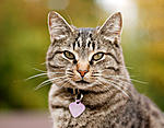 Click image for larger version

Name:	Cat-Collar.jpg
Views:	158
Size:	31.7 KB
ID:	8889