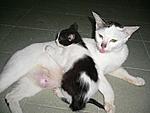 Click image for larger version

Name:	Kucing3.jpg
Views:	123
Size:	121.4 KB
ID:	995