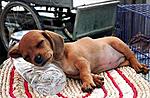 Click image for larger version

Name:	sleeping-dog.jpg
Views:	283
Size:	25.2 KB
ID:	6098