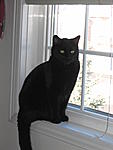 Click image for larger version

Name:	black_cat_on_window.jpg
Views:	96
Size:	62.2 KB
ID:	10917