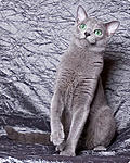 Click image for larger version

Name:	Russian Blue.jpg
Views:	494
Size:	94.8 KB
ID:	9315