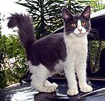 Click image for larger version

Name:	my_pets_35031_2.jpg
Views:	140
Size:	49.8 KB
ID:	8769