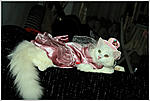 Click image for larger version

Name:	snowy super cat.jpg
Views:	572
Size:	67.4 KB
ID:	10343