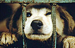 Click image for larger version

Name:	animal_cruelty.jpg
Views:	290
Size:	98.4 KB
ID:	6105