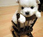 Click image for larger version

Name:	dog sitting on chair.jpg
Views:	186
Size:	16.3 KB
ID:	6370