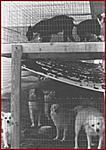 Click image for larger version

Name:	puppymill1.jpg
Views:	304
Size:	29.8 KB
ID:	5898