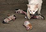 Click image for larger version

Name:	abused-kittens-mother-cat-kunming-china-01.jpg
Views:	1703
Size:	19.5 KB
ID:	7394