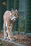 Click image for larger version

Name:	lynx.jpg
Views:	153
Size:	82.8 KB
ID:	1183