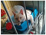 Click image for larger version

Name:	2 days after spaying.jpg
Views:	203
Size:	218.9 KB
ID:	11382