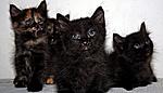 Click image for larger version

Name:	Black Cats2.jpg
Views:	118
Size:	178.3 KB
ID:	7687